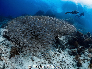 Don't push the river ... Oxeye Scad - Selar boops. Sail R... by Stefan Follows 